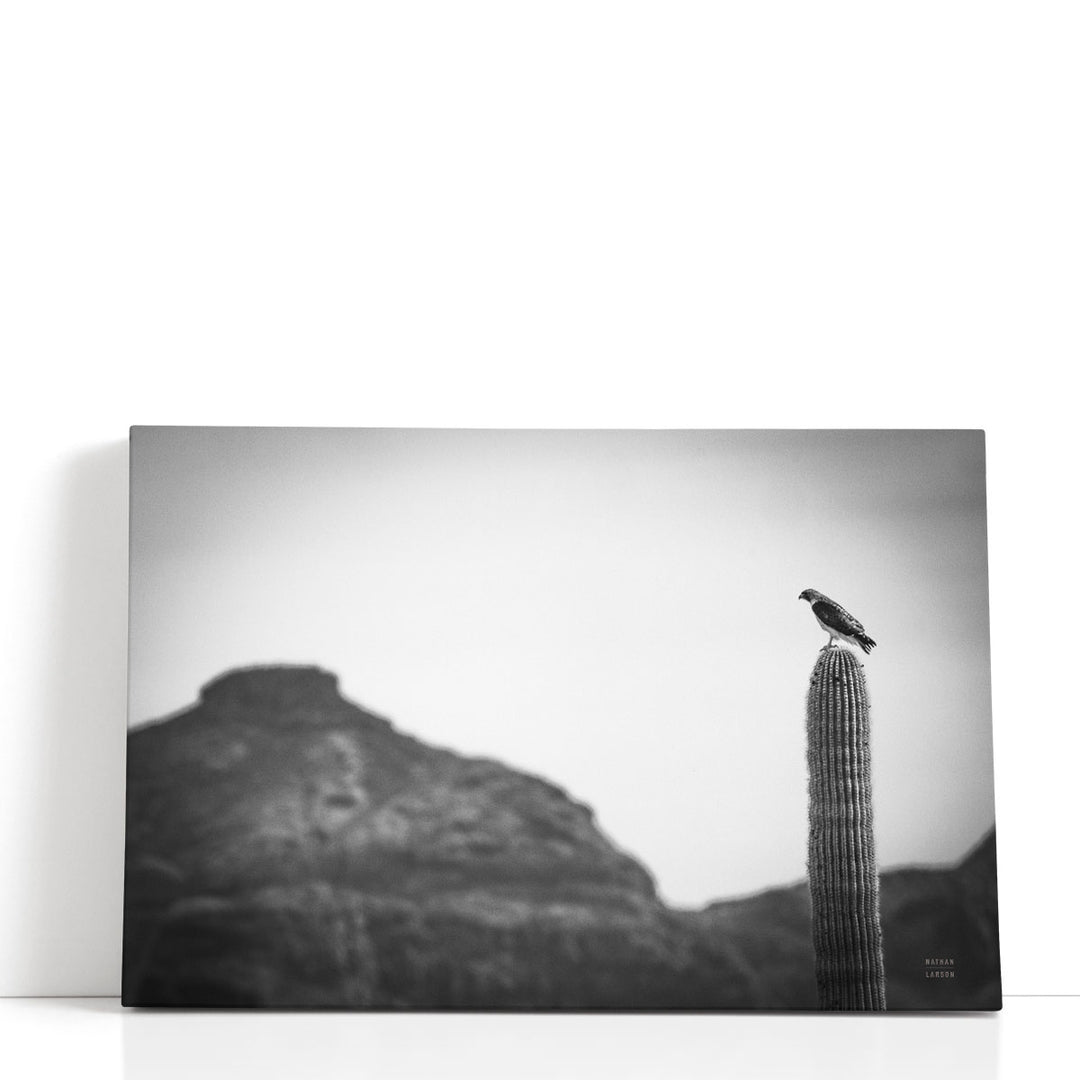 Desert Hunter Black and White - Canvas Print Wall Art