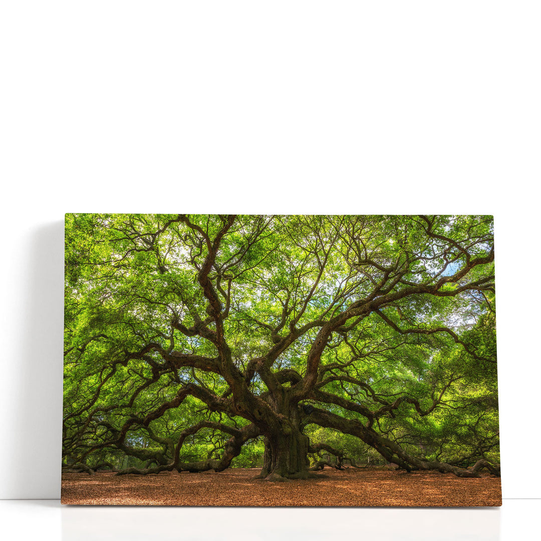 Angle Oak Tree in Johns Island, South Carolina - Canvas Print Wall Art