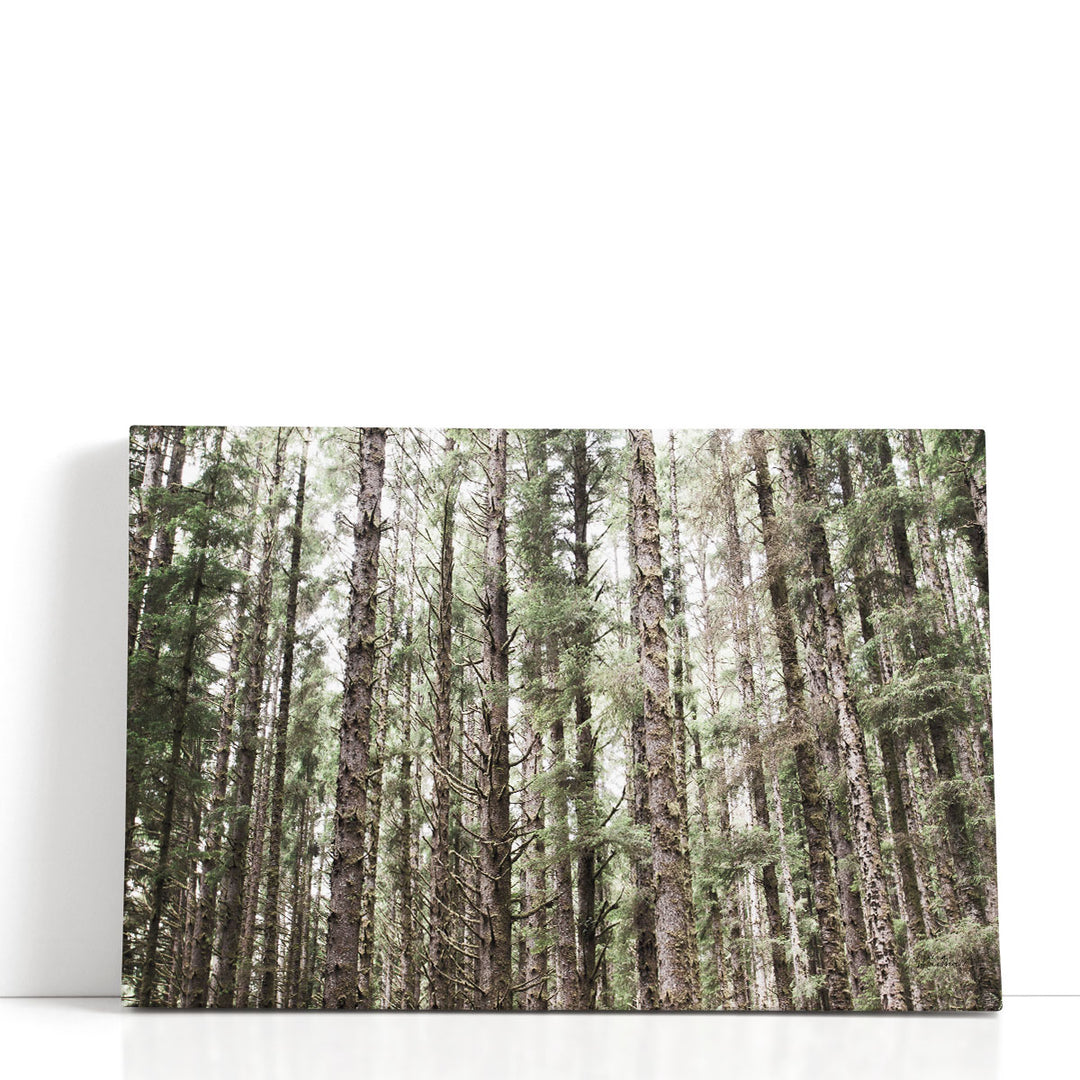 Mossy Pines - Canvas Print Wall Art