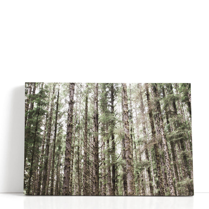 Mossy Pines - Canvas Print Wall Art