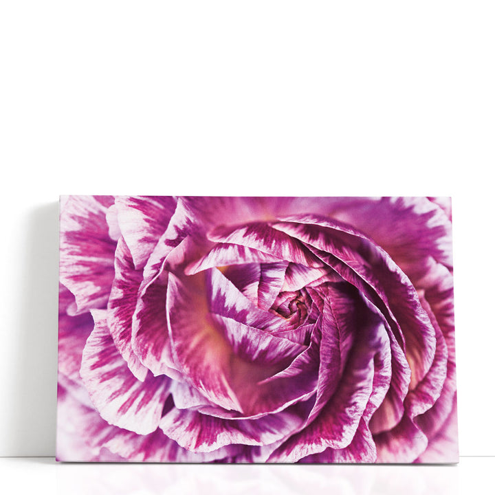 Floral abstract art close-up ranunculus painting