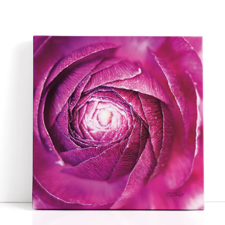 Pink floral wall art close-up ranunculus flower