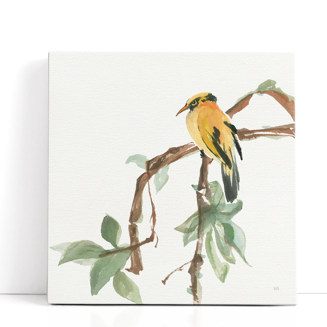 Black Napped Oriole - Canvas Print Wall Art