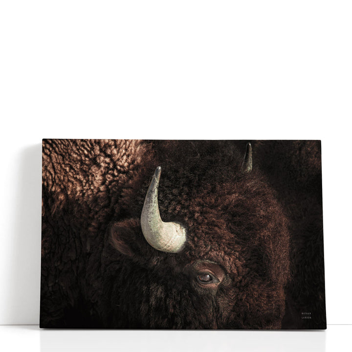 Bison - Canvas Print Wall Art