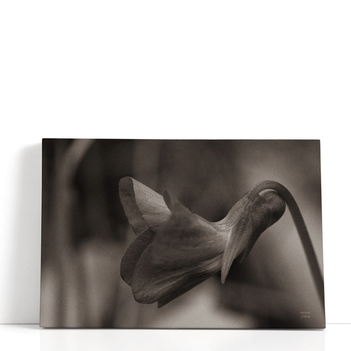 Indiana Dunes Flora II - Canvas Print Wall Art