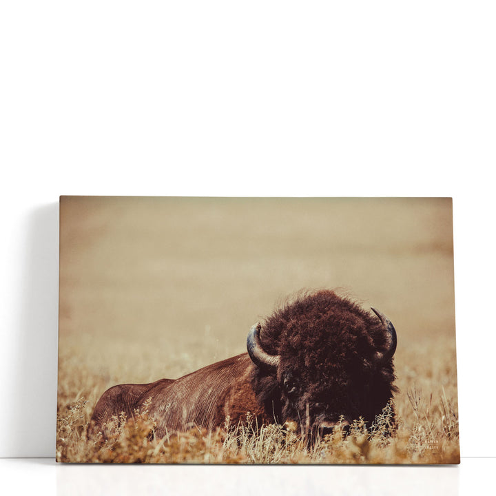 Tall Grass Bison II - Canvas Print Wall Art