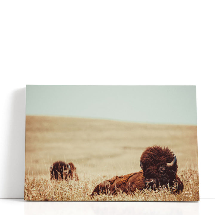 Tall Grass Bison - Canvas Print Wall Art