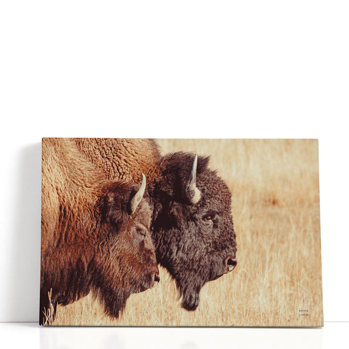 Bison Pair - Canvas Print Wall Art
