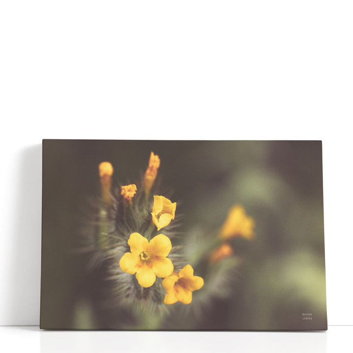 Common Fiddleneck II - Canvas Print Wall Art