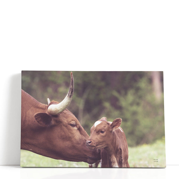 Longhorn Pairing - Canvas Print Wall Art