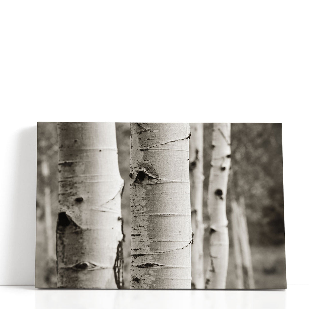 Aspens III - Canvas Print Wall Art