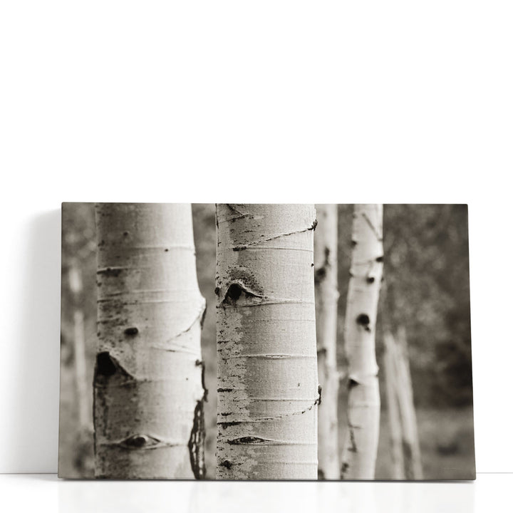 Aspens III - Canvas Print Wall Art