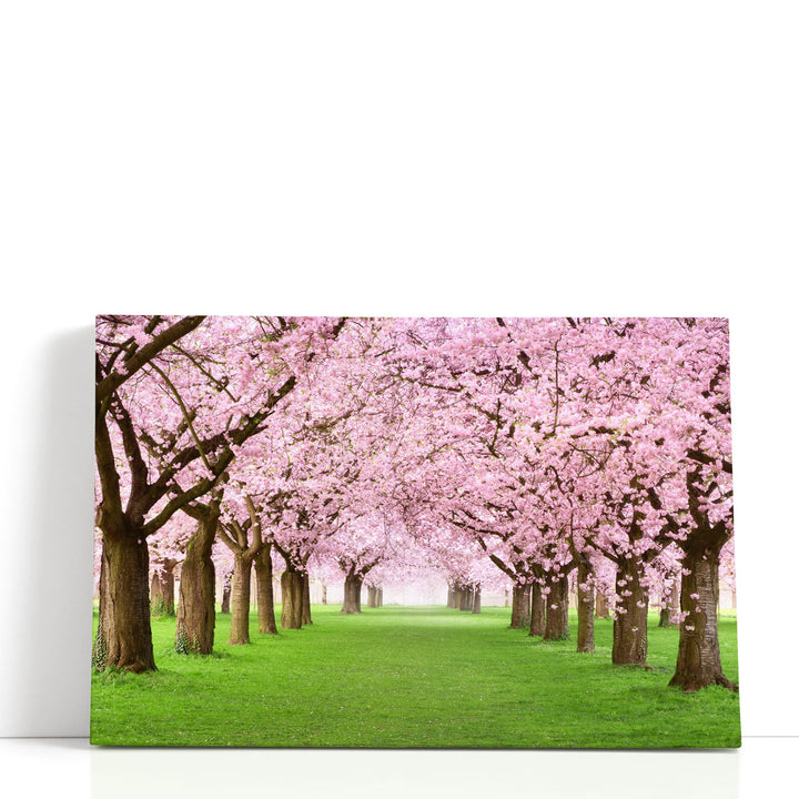 Ornamental Garden With Blossoming Cherry Trees - Canvas Print Wall Art
