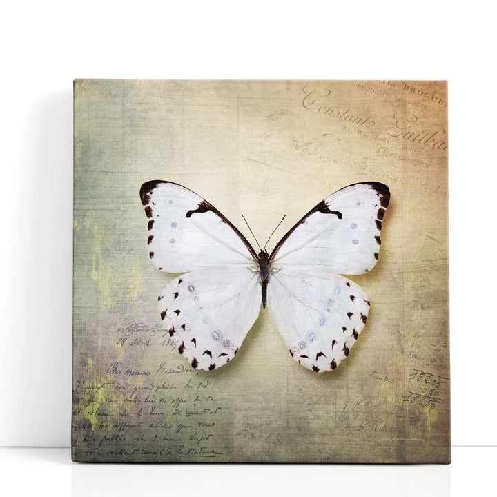 French Butterfly II - Canvas Print Wall Art