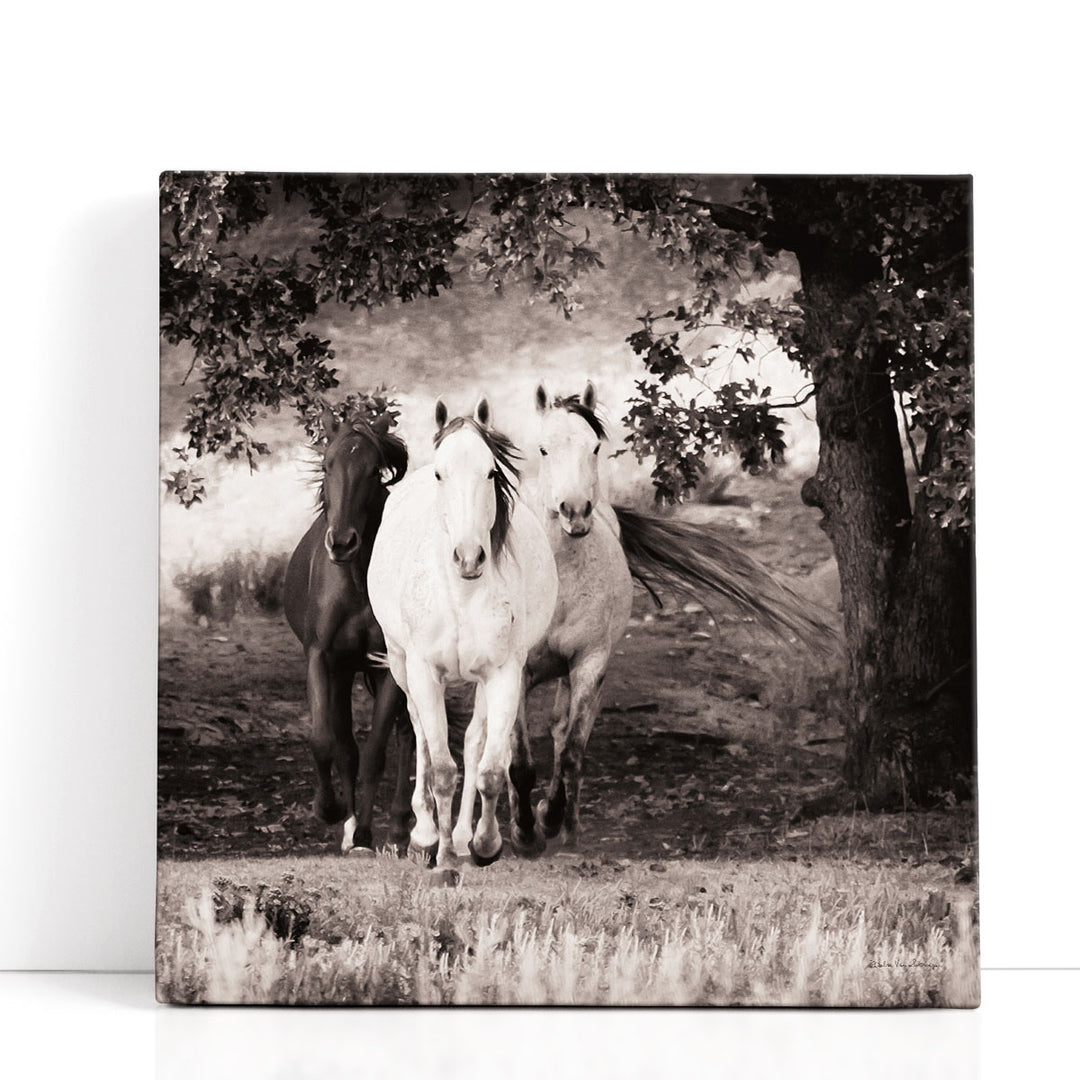 Three Wild Horses Sepia - Canvas Print Wall Art