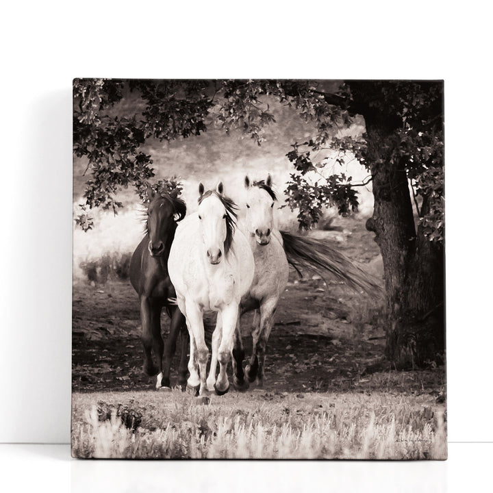 Three Wild Horses Sepia - Canvas Print Wall Art