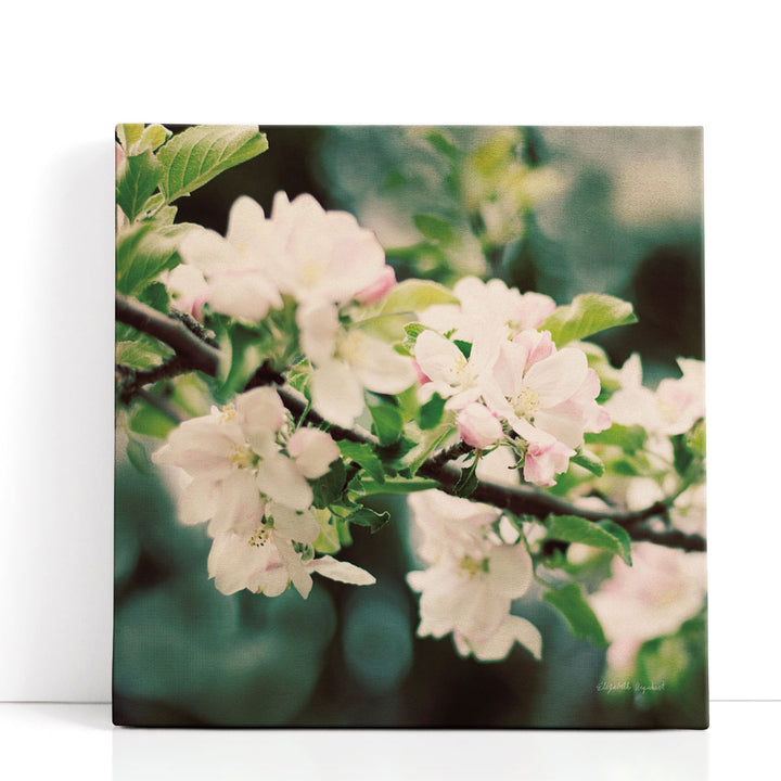 Apple Blossoms I - Canvas Print Wall Art