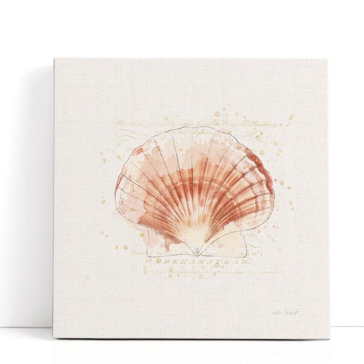 Shell Collector IV - Canvas Print Wall Art