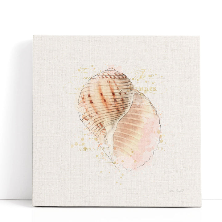 Shell Collector V - Canvas Print Wall Art