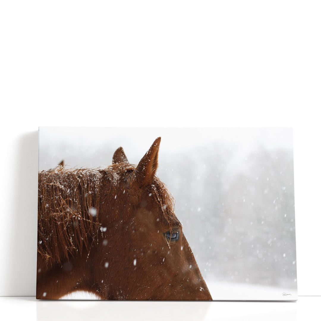 Snowy Caleb - Canvas Print Wall Art