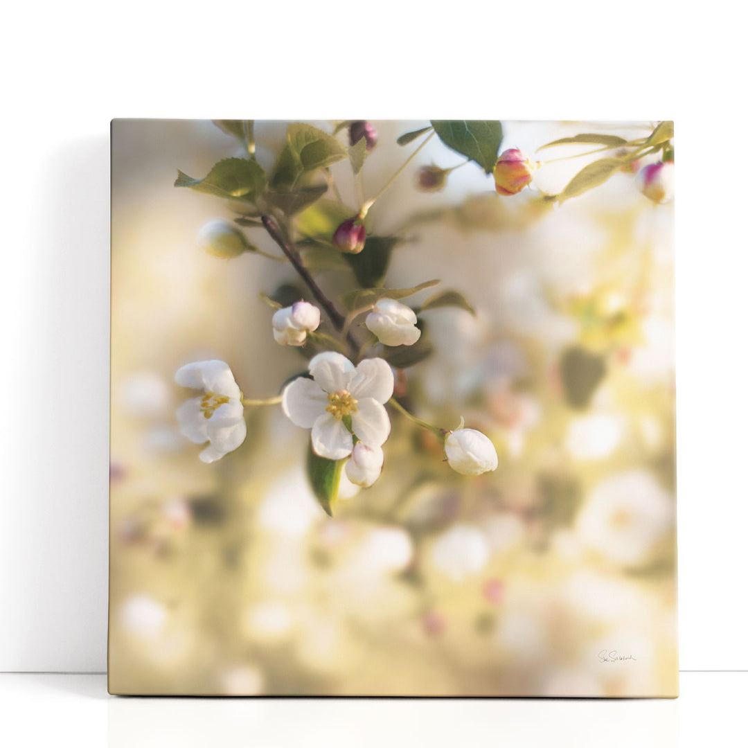Blush Blossoms I - Canvas Print Wall Art