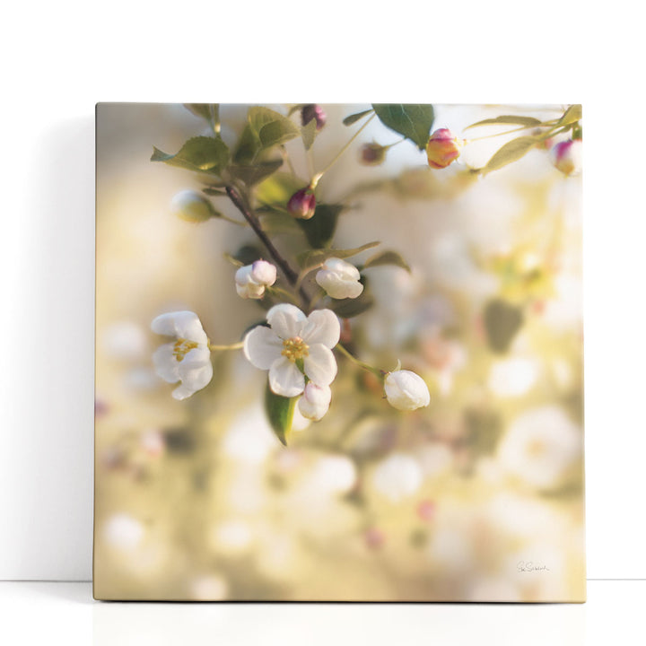 Blush Blossoms I - Canvas Print Wall Art