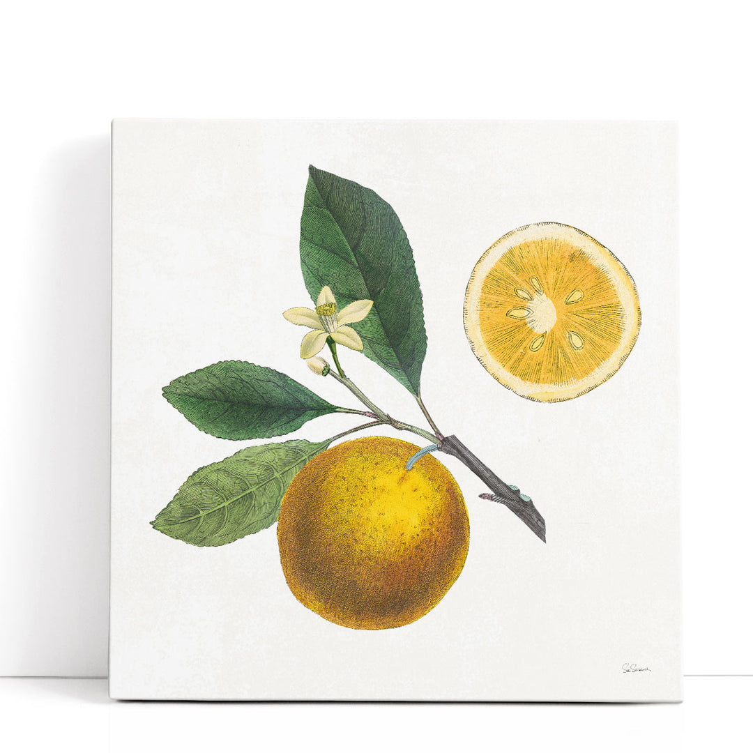 Yellow Classic Art Prints – vintage citrus painting