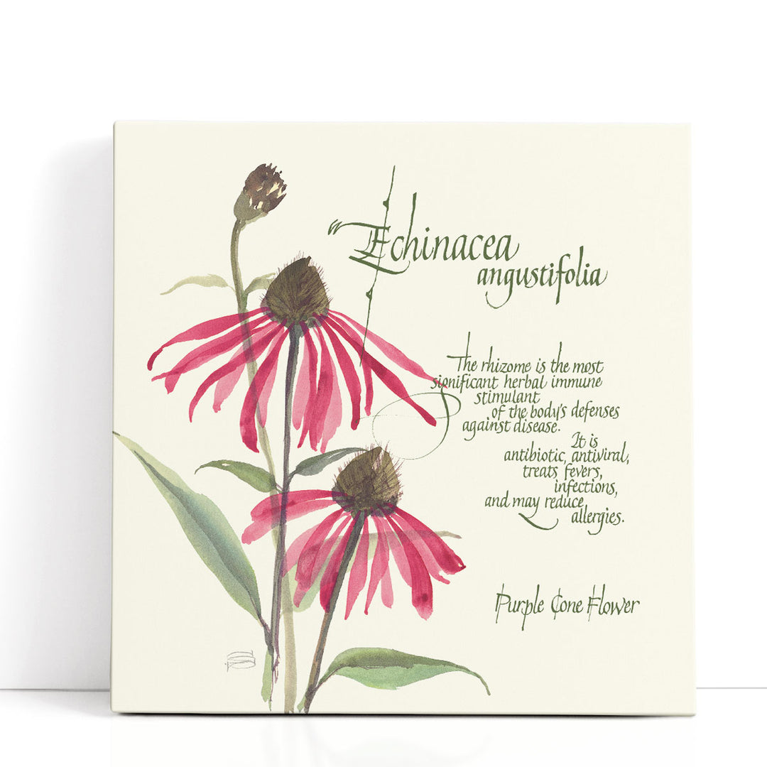 Echinacea - Canvas Print Wall Art