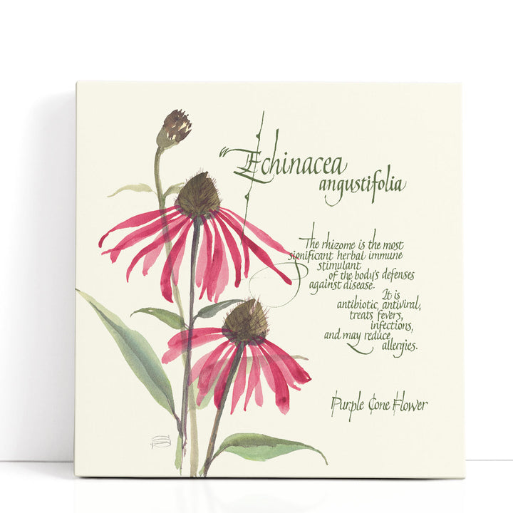 Echinacea - Canvas Print Wall Art