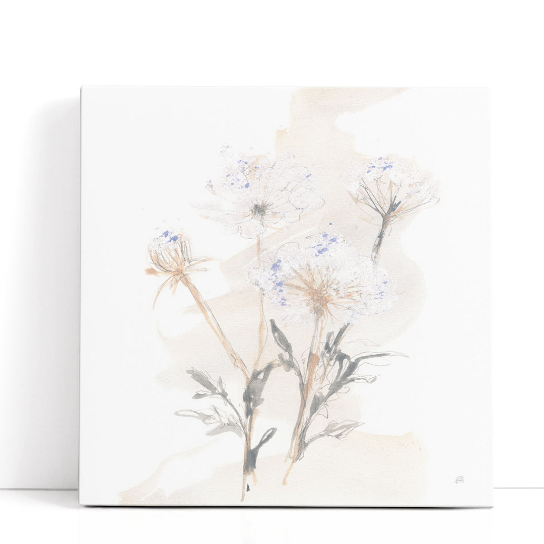 Queen Annes Lace II - Canvas Print Wall Art