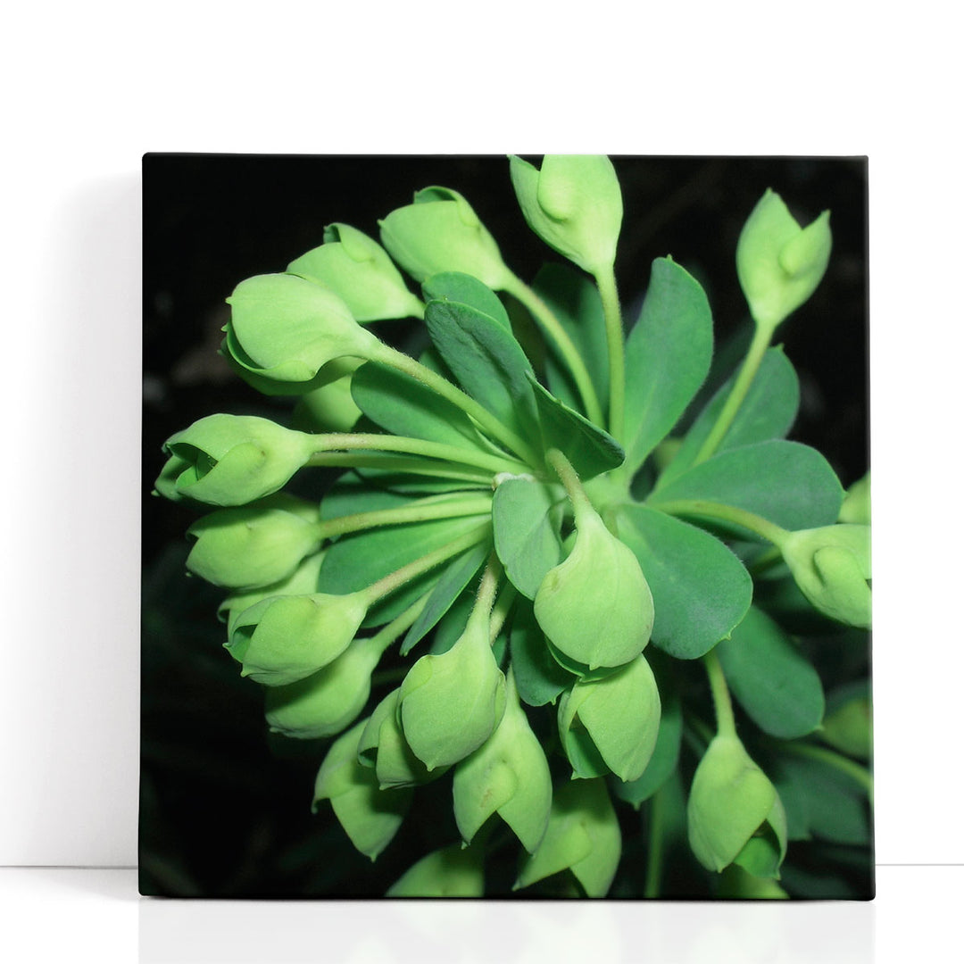 Succulence I - Canvas Print Wall Art