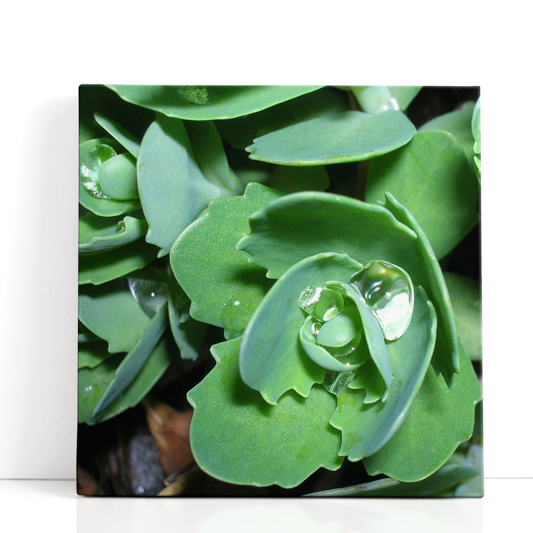 Succulence I - Canvas Print Wall Art