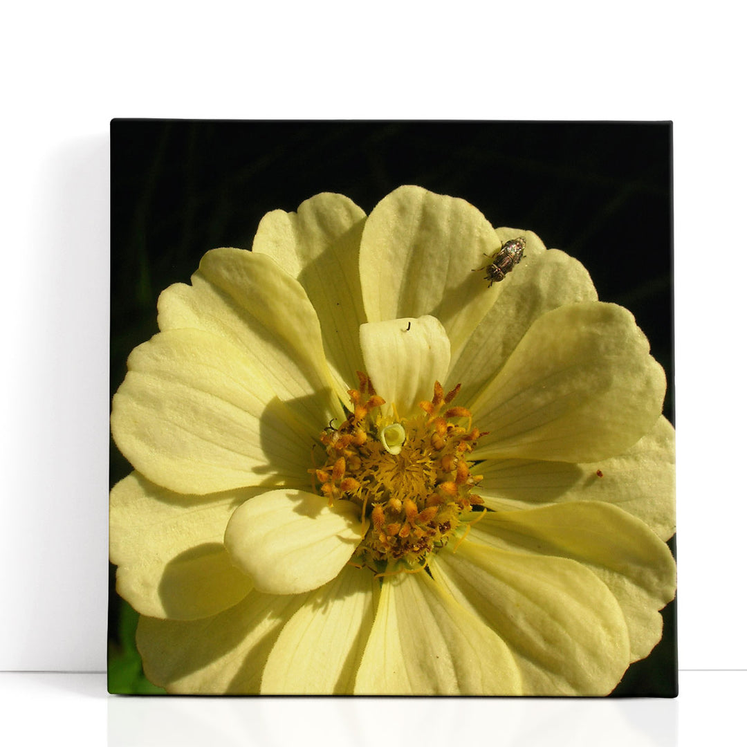 Summer Evening I - Canvas Print Wall Art