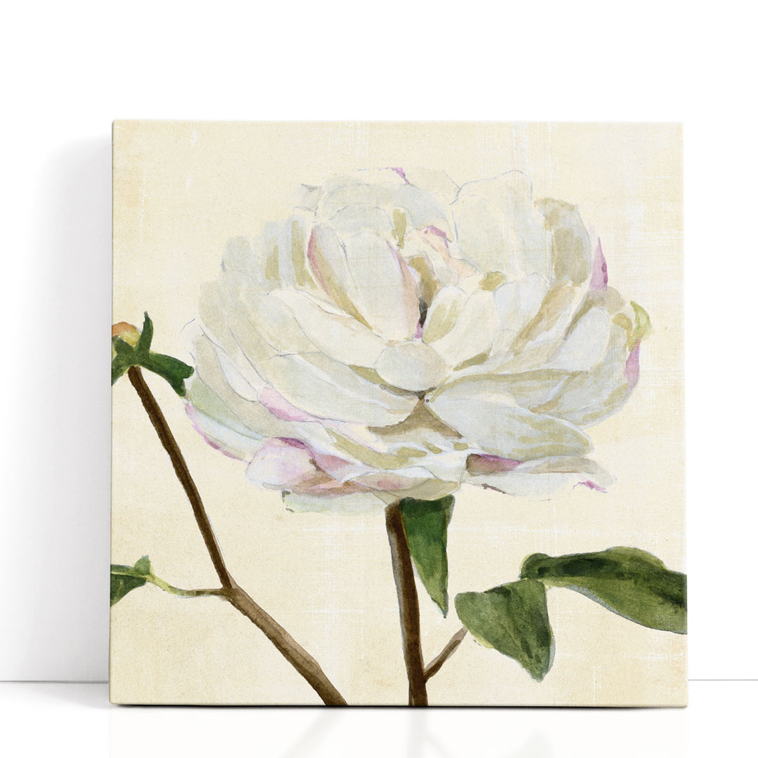 Peony in Bloom I - Canvas Print Wall Art