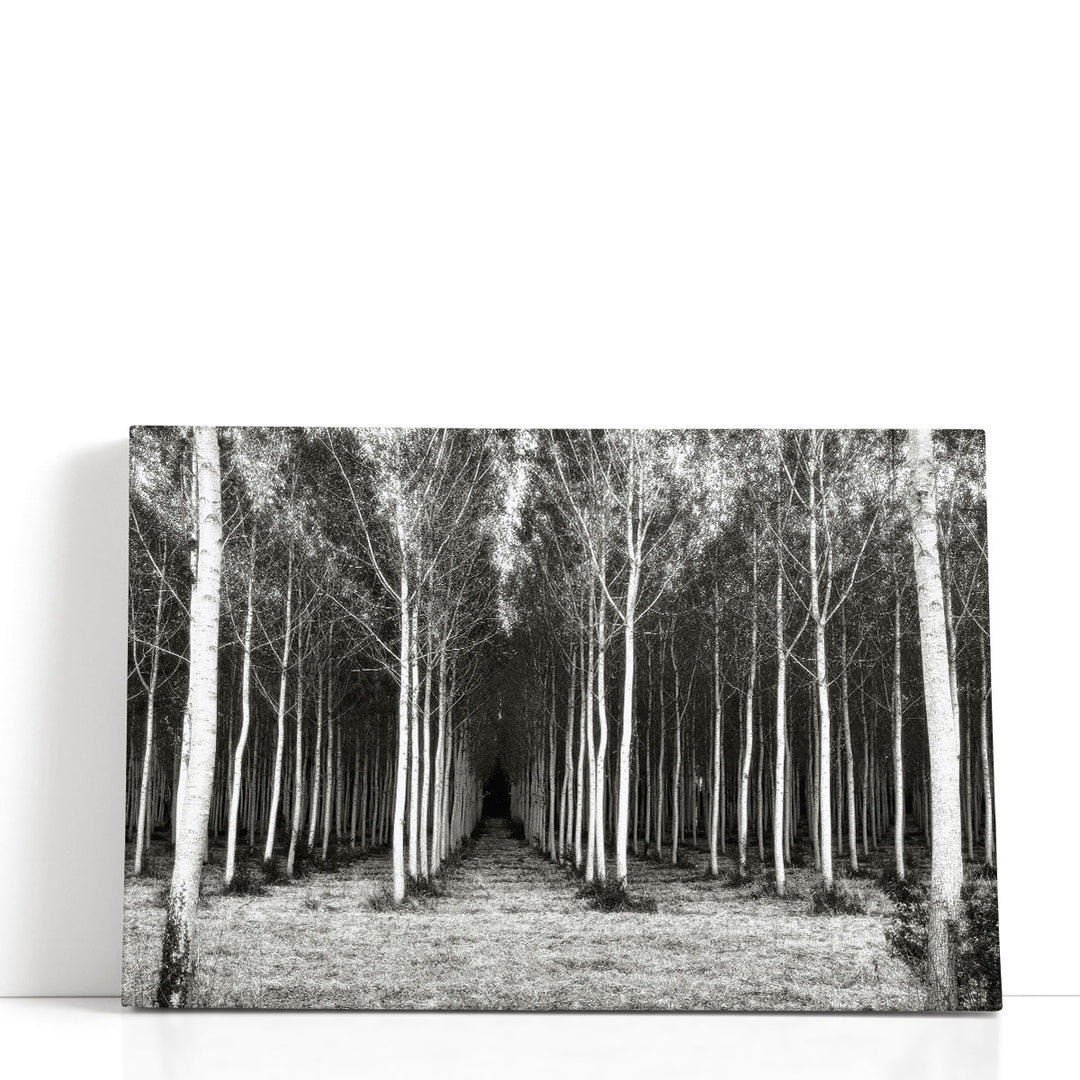 Alley At Lac Duby Black And White - Canvas Print Wall Art