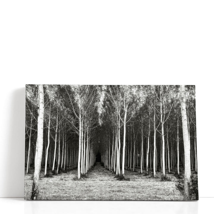 Alley At Lac Duby Black And White - Canvas Print Wall Art