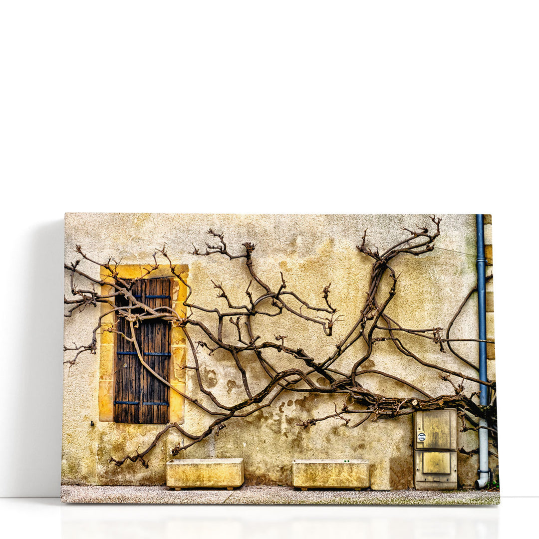 Vines Of Navarrenx - Canvas Print Wall Art
