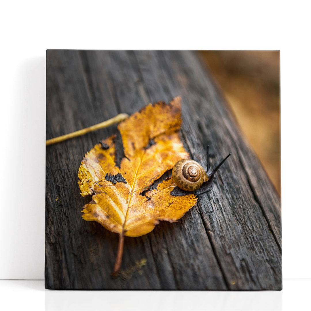 Snails Pace - Canvas Print Wall Art