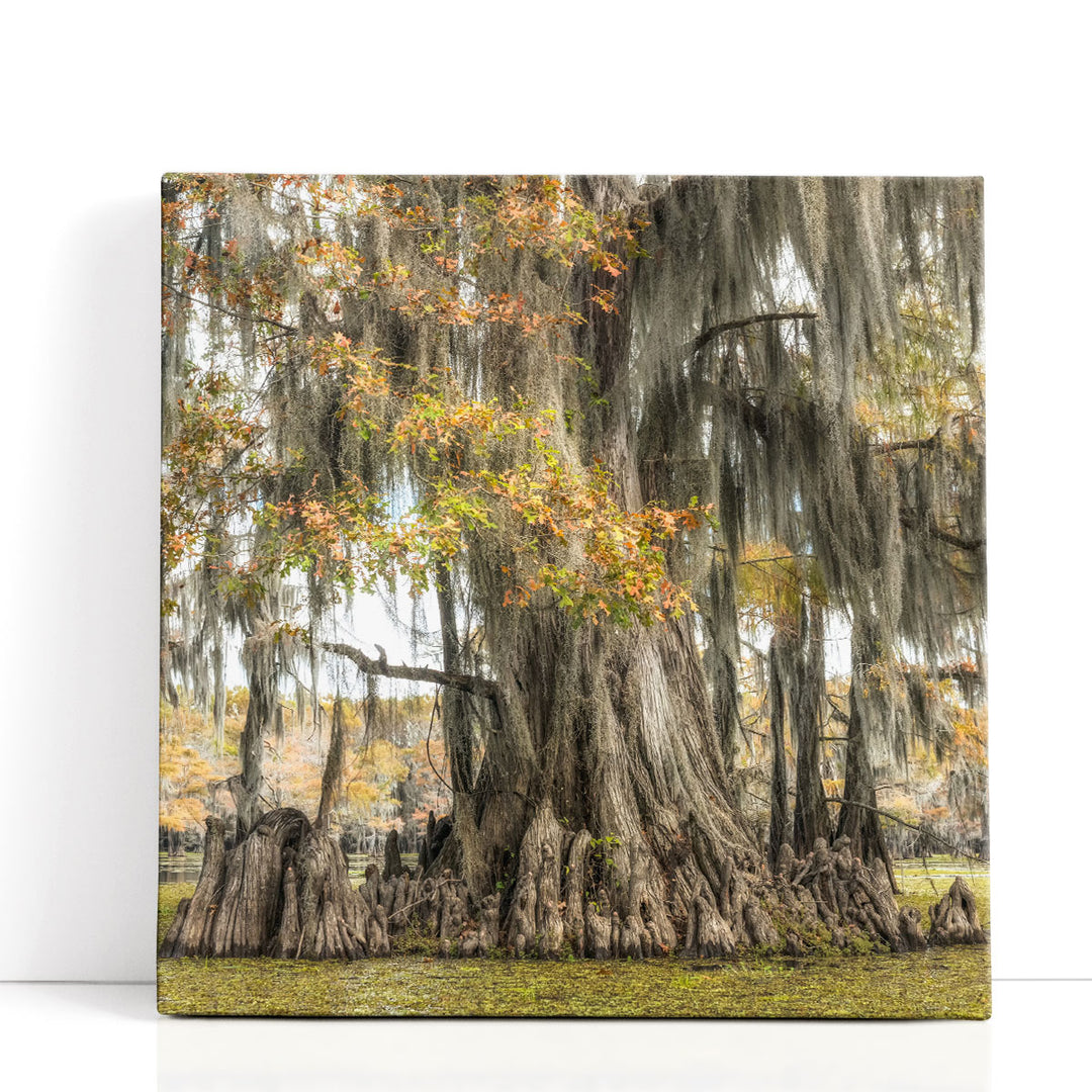 Bayou Light II - Canvas Print Wall Art