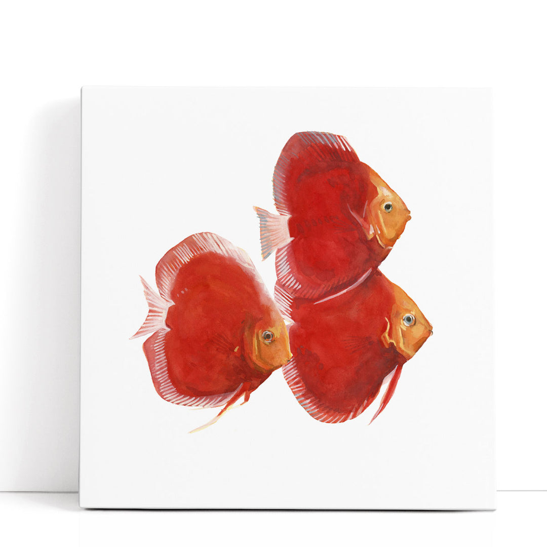 Discus Fish VI - Canvas Print Wall Art