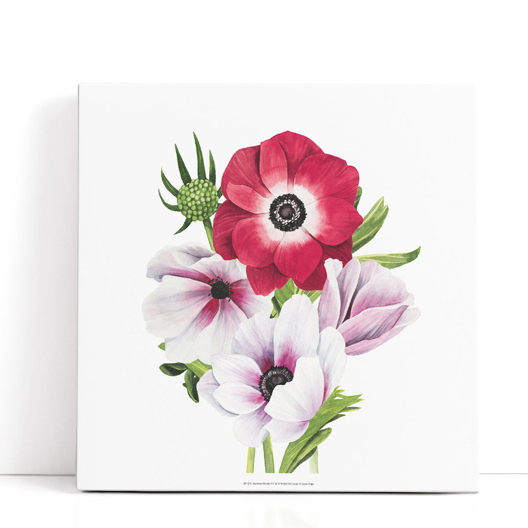 Anemone Blooms I - Canvas Print Wall Art