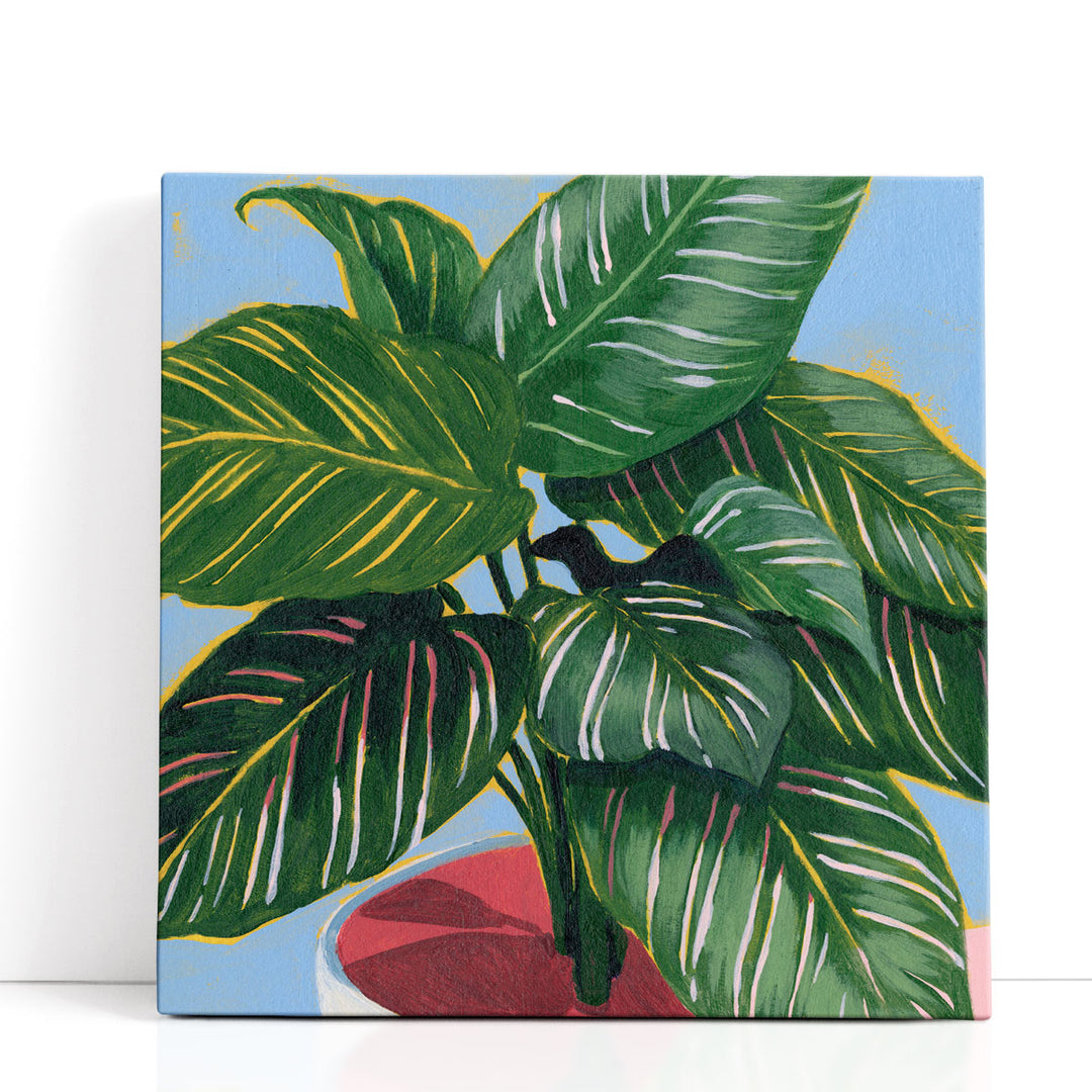 Calethea IV - Canvas Print Wall Art