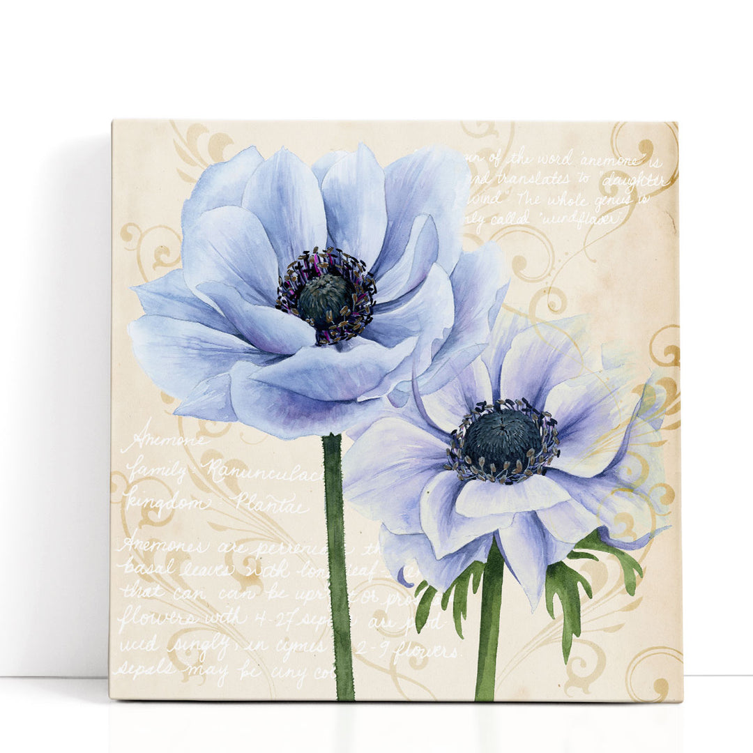 Elegant Anemone I - Canvas Print Wall Art
