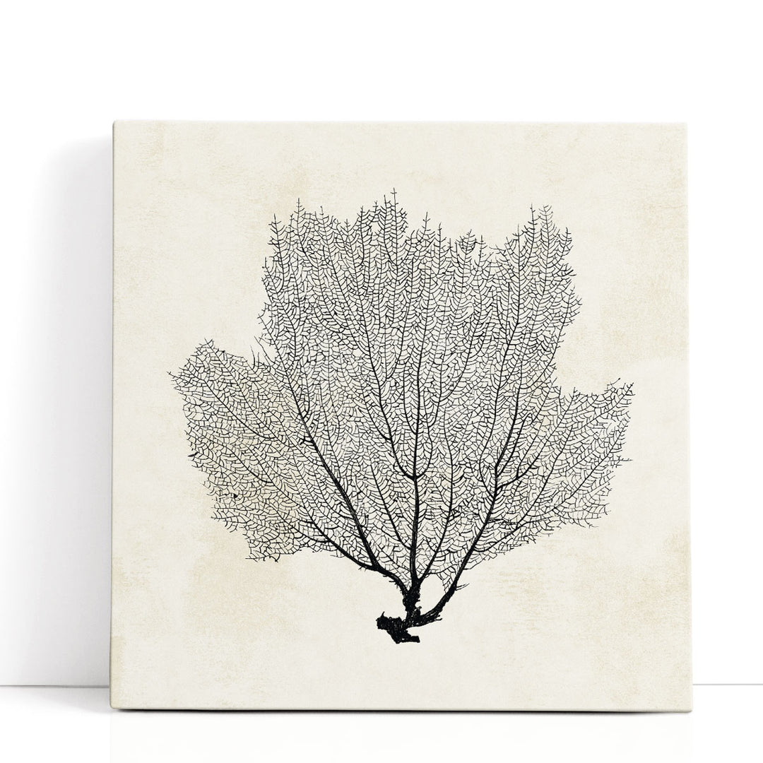 Sea Fan Sketch I Black And White - Canvas Print Wall Art