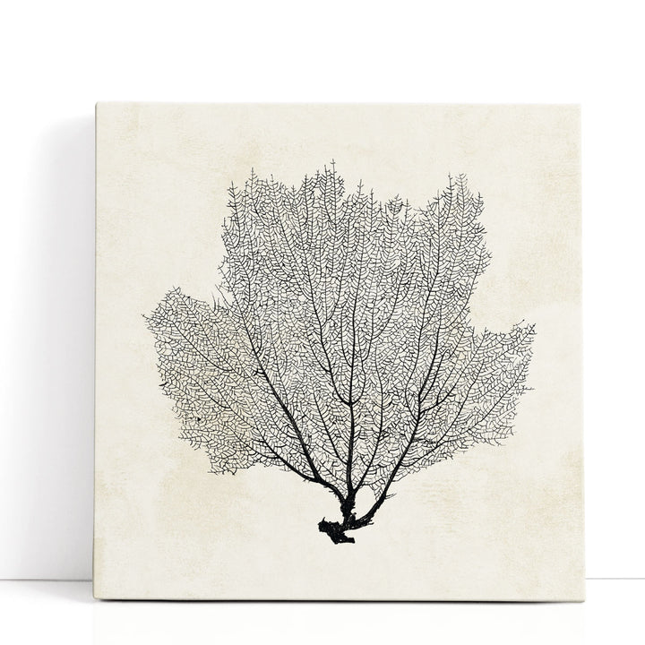 Sea Fan Sketch I Black And White - Canvas Print Wall Art