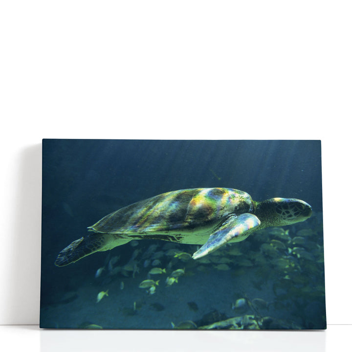 Aegean Sea Turtles I - Canvas Print Wall Art
