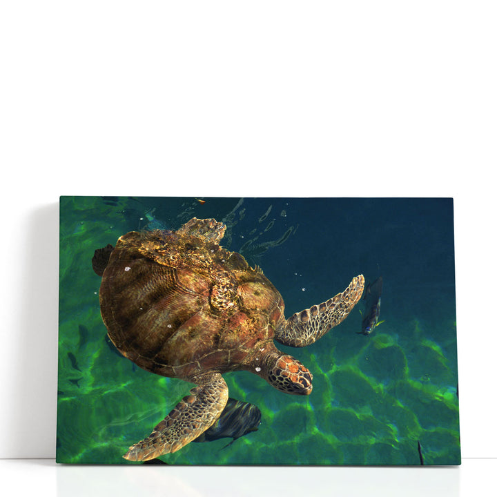 Aegean Sea Turtles III - Canvas Print Wall Art