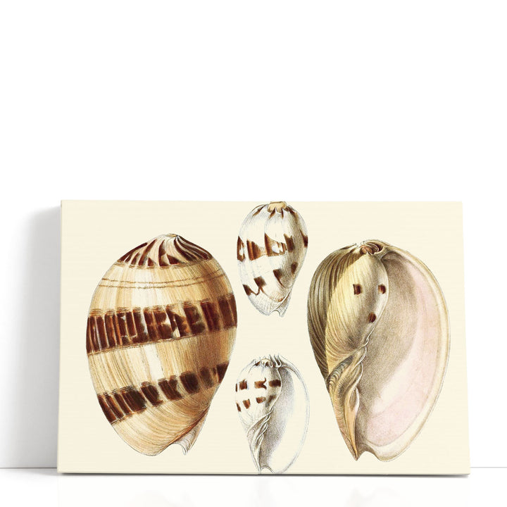 Splendid Shells VII - Canvas Print Wall Art