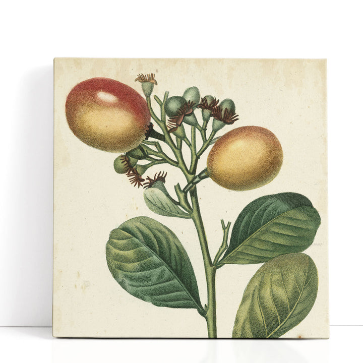 Garden Bounty I - Canvas Print Wall Art