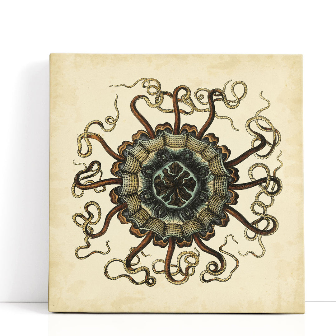 Gems of the Sea I - Canvas Print Wall Art
